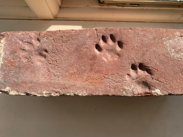 Wonderful World of Bricks. This one was drying in the rack at Costessey around the turn of the last century and a local cat left her calling card. #bricks #cat #costessey #historicarchitecture